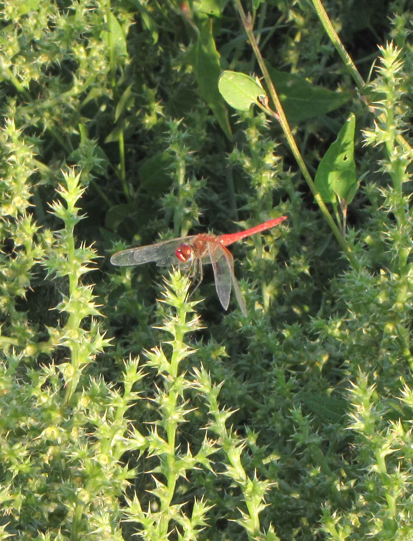 sympetrum Chienti